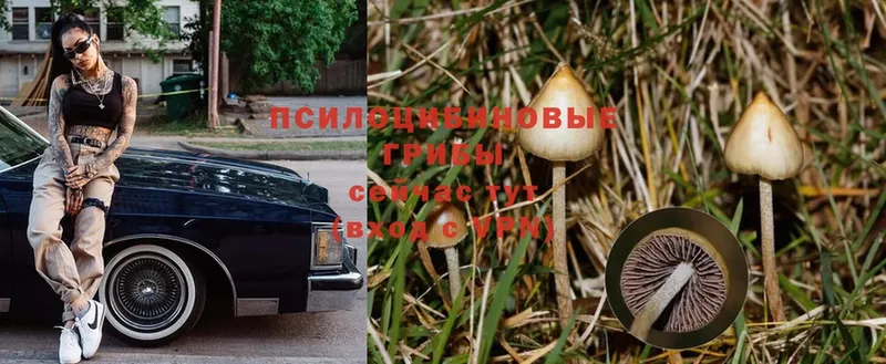 Галлюциногенные грибы Psilocybe  что такое наркотик  Ленск 